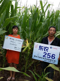 東農256