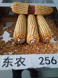 東農256